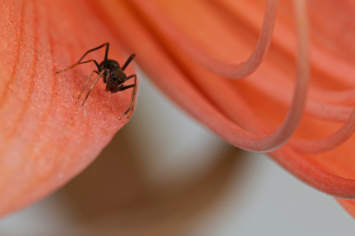 113-Jumping Spider-NiSi Close Up Lens 58mm