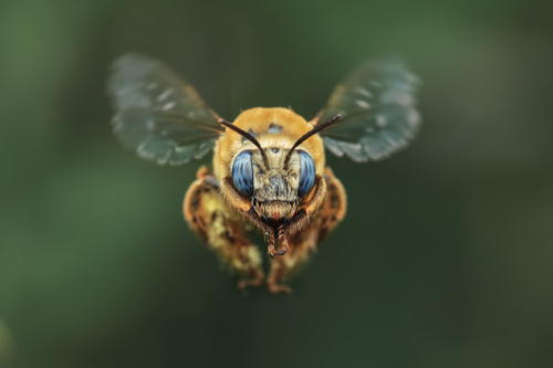 114-Flight Portrait of an Urbane Digger Bee-NiSi Close Up Lens