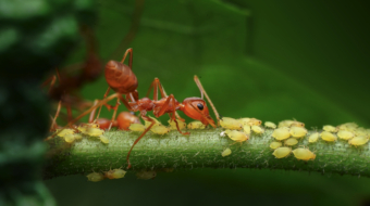 115-The Guardian-NiSi Close Up Lens
