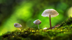 273-NiSi Close Up Lens