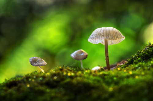 273-NiSi Close Up Lens