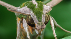 352) NiSi Close Up Lens