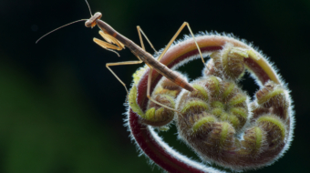 353-NiSi Close Up Lens