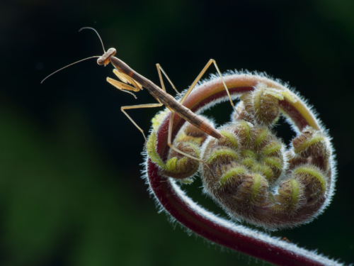 353-NiSi Close Up Lens