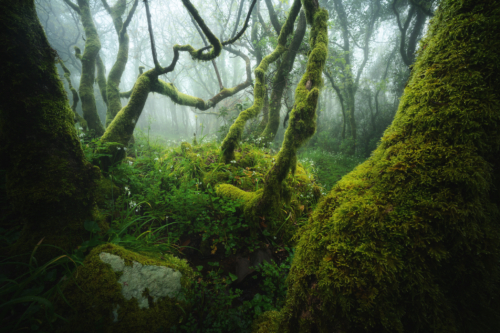 8-Secrets of the forest-NiSi 15mm F4