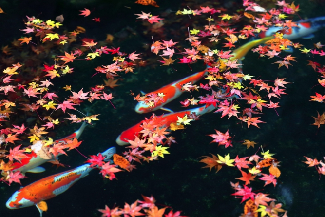 Colored carp in late autumn