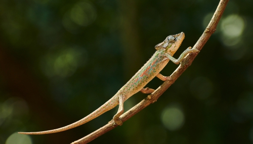 South Africa-Emil Von Maltitz